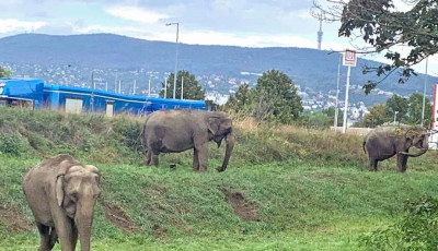 Erre tutira nem sz&aacute;m&iacute;tott&aacute;l - Elef&aacute;ntok legel&eacute;sztek a Mecsek l&aacute;b&aacute;n&aacute;l