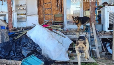 Lespanolt ismerőse kuty&aacute;ival, hogy gond n&eacute;lk&uuml;l j&aacute;rhasson be hozz&aacute; s&ouml;rt lopni