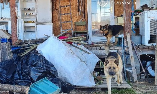 Lespanolt ismerőse kuty&aacute;ival, hogy gond n&eacute;lk&uuml;l j&aacute;rhasson be hozz&aacute; s&ouml;rt lopni