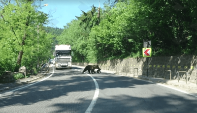 Vide&oacute;n, ahogy egy medve kicsinyeit cipelte kereszt&uuml;l az orsz&aacute;g&uacute;ton