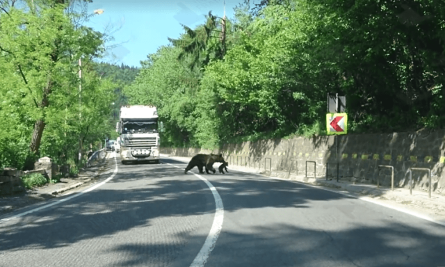 Vide&oacute;n, ahogy egy medve kicsinyeit cipelte kereszt&uuml;l az orsz&aacute;g&uacute;ton