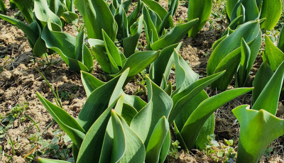 Cs&uacute;sztatja a Kőr&ouml;shegyi Levendul&aacute;s a tulip&aacute;nsz&uuml;ret időpontj&aacute;t