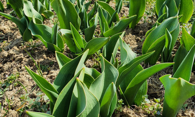 Cs&uacute;sztatja a Kőr&ouml;shegyi Levendul&aacute;s a tulip&aacute;nsz&uuml;ret időpontj&aacute;t