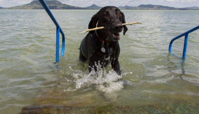 M&aacute;r a kuty&aacute;knak is van saj&aacute;t fesztiv&aacute;ljuk a Balaton partj&aacute;n - J&uacute;liusban ir&aacute;ny a Dog Beach Fest