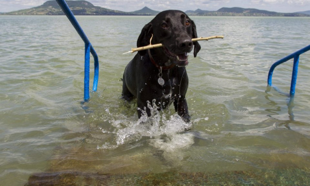 M&aacute;r a kuty&aacute;knak is van saj&aacute;t fesztiv&aacute;ljuk a Balaton partj&aacute;n - J&uacute;liusban ir&aacute;ny a Dog Beach Fest