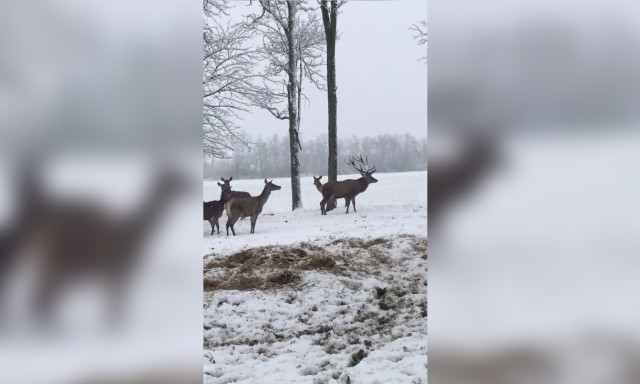 Megilletődve k&eacute;mlelt&eacute;k a havas t&aacute;jat a bősz&eacute;nfai szarvasfarm lak&oacute;i - VIDE&Oacute;