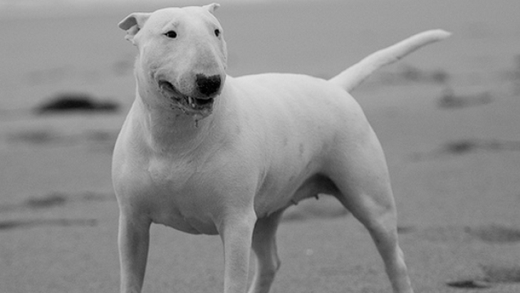 22. - Bull Terrier