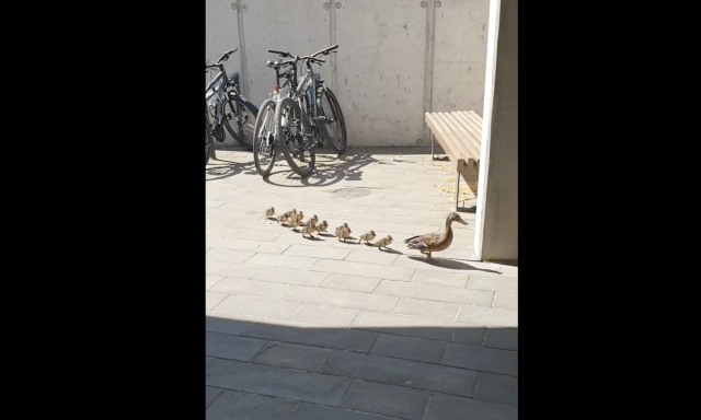 Egy kacsa csal&aacute;d Balatonbogl&aacute;ron totyogott v&eacute;gig a fő&uacute;ton, majd ben&eacute;zett a k&eacute;zilabda akad&eacute;mi&aacute;ra is