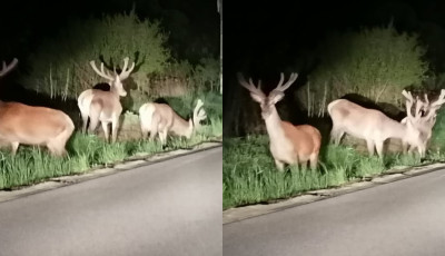 Hatalmas szarvasokat fot&oacute;ztak cs&uuml;t&ouml;rt&ouml;k este Kaposszerdahelyn&eacute;l