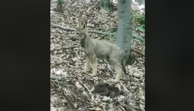 Cuki kis farkask&ouml;lyk&ouml;t vide&oacute;ztak le a B&uuml;kkben - VIDE&Oacute;