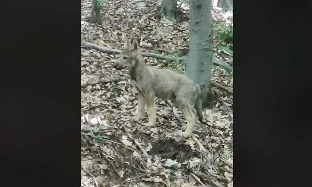 Cuki kis farkask&ouml;lyk&ouml;t vide&oacute;ztak le a B&uuml;kkben - VIDE&Oacute;