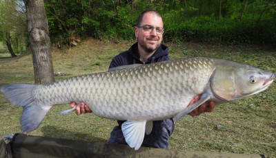 Gigantikus amurt siker&uuml;lt sz&aacute;kba terelni Kiskorp&aacute;don