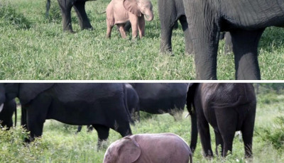 Enn&eacute;l cukibbat ma nem l&aacute;tsz! - R&oacute;zsasz&iacute;n elef&aacute;ntb&eacute;bit tal&aacute;ltak D&eacute;l-Afrik&aacute;ban