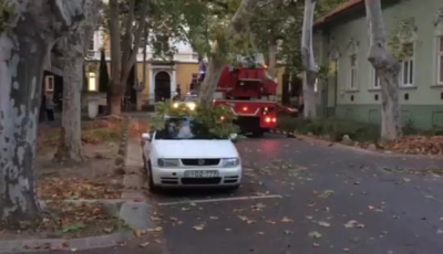 Aut&oacute;ra dőlt a 15 m&eacute;teres fa az Ezred&eacute;v utc&aacute;ban! - VIDE&Oacute;