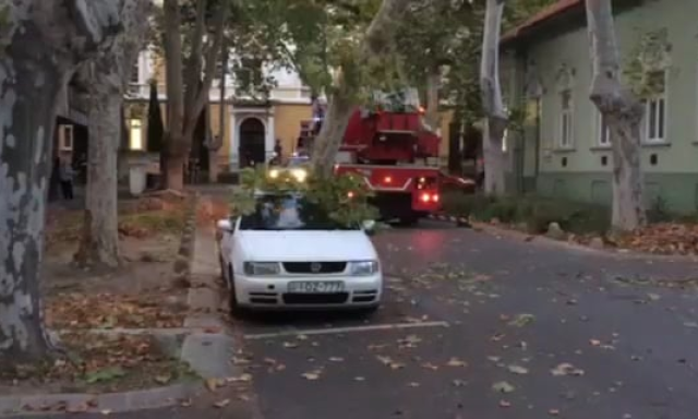 Aut&oacute;ra dőlt a 15 m&eacute;teres fa az Ezred&eacute;v utc&aacute;ban! - VIDE&Oacute;