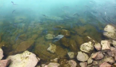 Kezdődik az &iacute;v&aacute;s a Balatonon, keszegektől hemzseg a part - VIDE&Oacute;