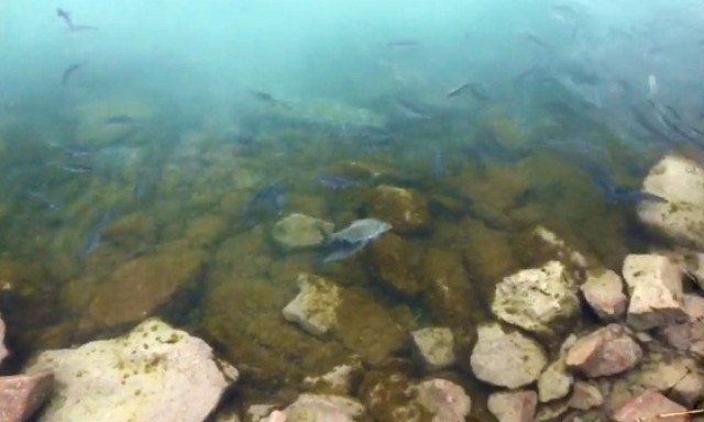 Kezdődik az &iacute;v&aacute;s a Balatonon, keszegektől hemzseg a part - VIDE&Oacute;