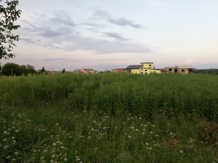 A gyerekeket már nem engedik le játszani az Uránián - Két méteresre nőtt a parlagfű