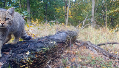 Ultracuki a vadkamer&aacute;val szemező b&ouml;rzs&ouml;nyi vadmacska - VIDE&Oacute;