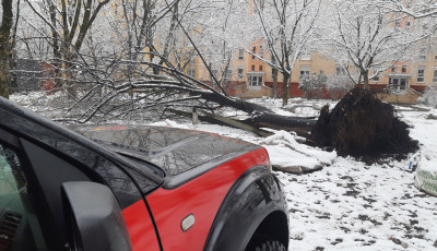 Gy&ouml;kerestől dőlt ki egy fa a F&uuml;redi lak&oacute;telepen