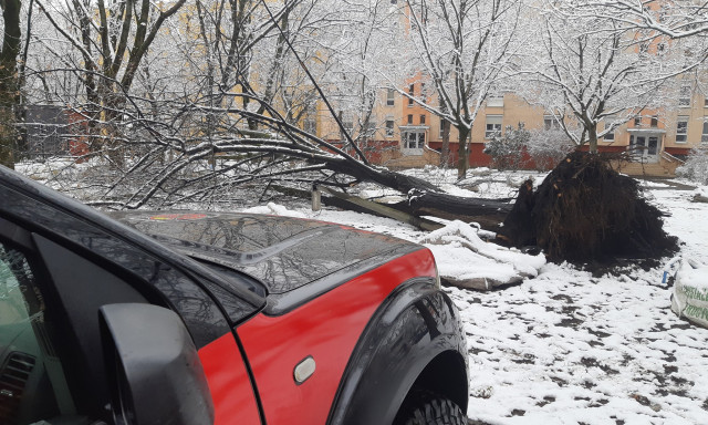 Gy&ouml;kerestől dőlt ki egy fa a F&uuml;redi lak&oacute;telepen