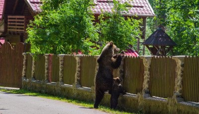 Cukibbat ma biztosan nem tal&aacute;lsz a kertbe bekukkant&oacute; mack&oacute;kn&aacute;l