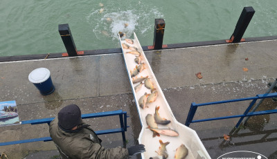 Pontyokat &eacute;s s&uuml;llőket telep&iacute;tettek a Balatonba