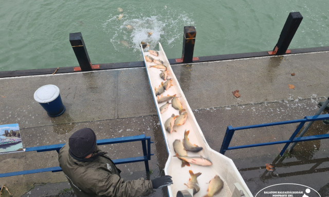 Pontyokat &eacute;s s&uuml;llőket telep&iacute;tettek a Balatonba