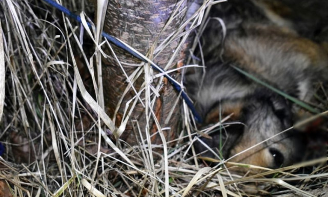 Ezer forint&eacute;rt &uuml;ttette agyon saj&aacute;t kuty&aacute;j&aacute;t ismerős&eacute;vel, mert az szerinte t&uacute;l szapora volt