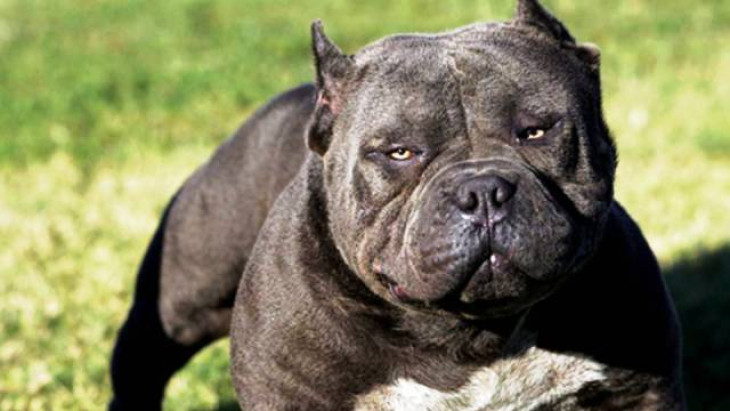 2. - Pitbull
