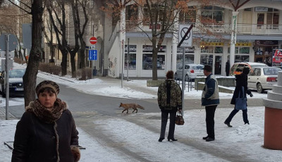 Egyre bev&aacute;llal&oacute;sabbak a kaposv&aacute;ri r&oacute;k&aacute;k!