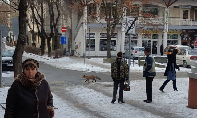 Egyre bev&aacute;llal&oacute;sabbak a kaposv&aacute;ri r&oacute;k&aacute;k!