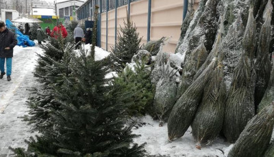 Ennyibe ker&uuml;lnek a fenyőf&aacute;k id&eacute;n