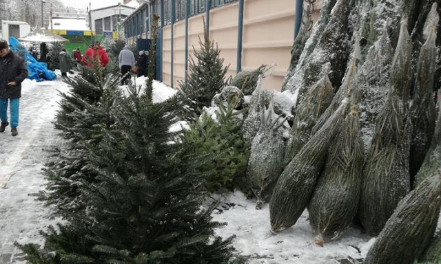 Ennyibe ker&uuml;lnek a fenyőf&aacute;k id&eacute;n