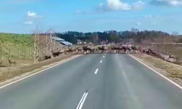 Szarvasrudlit vide&oacute;ztak a nagyat&aacute;di elker&uuml;lőn