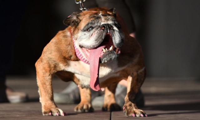 Ez a bulldog lett a vil&aacute;g legrond&aacute;bb kuty&aacute;ja!