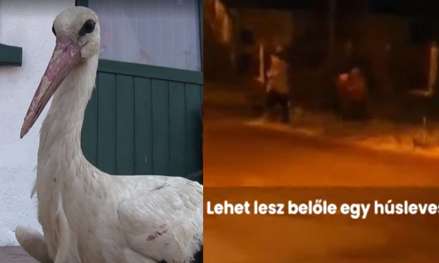 S&eacute;r&uuml;lt g&oacute;ly&aacute;b&oacute;l akartak eb&eacute;det főzni Ny&iacute;rlugoson, a rendőr&ouml;k avatkoztak k&ouml;zbe - VIDE&Oacute;