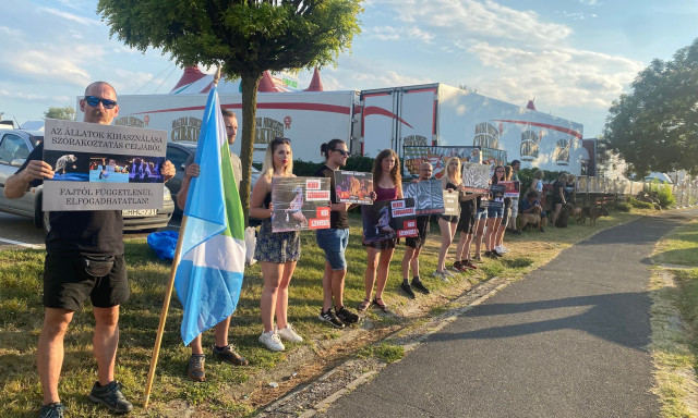 Egy cirkusz előtt t&uuml;ntettek az &aacute;llatv&eacute;dő szurkol&oacute;k a Balatonon