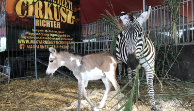 Levente egy &eacute;jjel &aacute;tosont Keny&aacute;hoz - Zebra-szam&aacute;r szerelemgyerek sz&uuml;letett a Magyar Nemzeti Cirkuszban