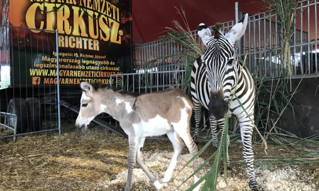 Levente egy &eacute;jjel &aacute;tosont Keny&aacute;hoz - Zebra-szam&aacute;r szerelemgyerek sz&uuml;letett a Magyar Nemzeti Cirkuszban