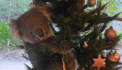 Napi cuki - Bet&ouml;rt egy h&aacute;zba a koala, hogy a műfenyőre m&aacute;szhasson