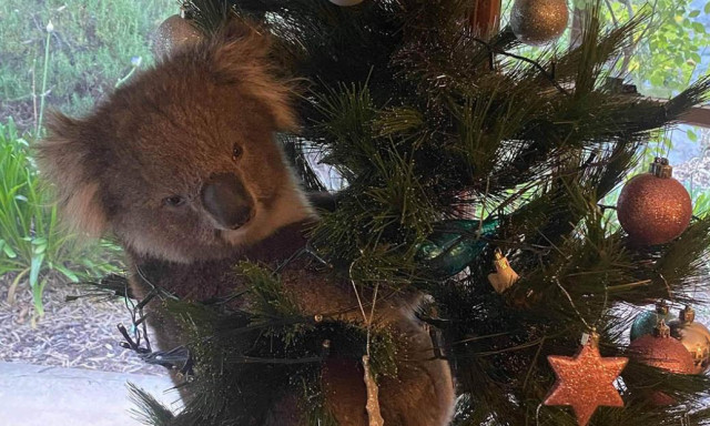 Napi cuki - Bet&ouml;rt egy h&aacute;zba a koala, hogy a műfenyőre m&aacute;szhasson