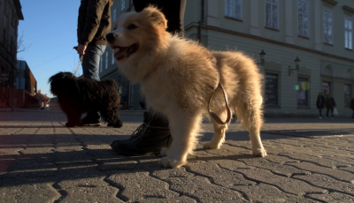 Tudj&aacute;tok mi&eacute;rt van annyi kutyus kedd d&eacute;lut&aacute;nonk&eacute;nt a belv&aacute;rosban? Mi ut&aacute;naj&aacute;rtunk!