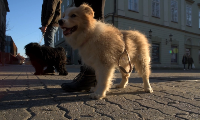 Tudj&aacute;tok mi&eacute;rt van annyi kutyus kedd d&eacute;lut&aacute;nonk&eacute;nt a belv&aacute;rosban? Mi ut&aacute;naj&aacute;rtunk!