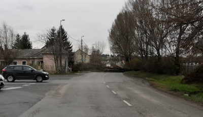 Kid&ouml;nt&ouml;tt egy f&aacute;t a sz&eacute;l a Gilice utc&aacute;ban!