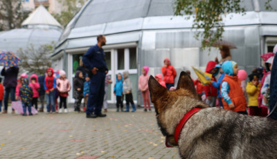 A B&uacute;zavir&aacute;g Tag&oacute;vod&aacute;ba l&aacute;togattak a somogyi rendőrkuty&aacute;k, Kitti &eacute;s Kasztor - GAL&Eacute;RIA