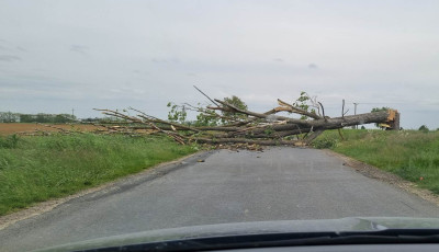 Az &uacute;tra dőlt egy fa Fon&oacute; &eacute;s Kisgyal&aacute;n k&ouml;zt, teljes &uacute;tz&aacute;r