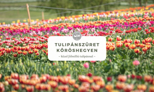 Megvan az idei tulip&aacute;sz&uuml;ret időpontja Kőr&ouml;shegyen