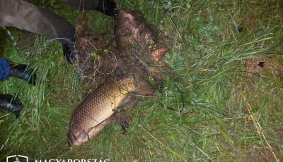 Sokba ker&uuml;lt ez a k&eacute;t ponty! Nyakz&oacute;h&aacute;l&oacute;val rabsickodtak, b&ouml;rt&ouml;nb&uuml;ntet&eacute;s lett a v&eacute;ge