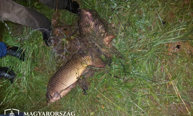 Sokba ker&uuml;lt ez a k&eacute;t ponty! Nyakz&oacute;h&aacute;l&oacute;val rabsickodtak, b&ouml;rt&ouml;nb&uuml;ntet&eacute;s lett a v&eacute;ge